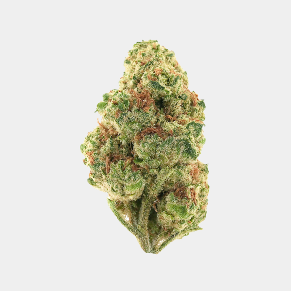 BOOM's Venom OG Premium THCa flower, earthy pine aroma, featuring frosty trichome rich and vibrant green buds and orange hairs